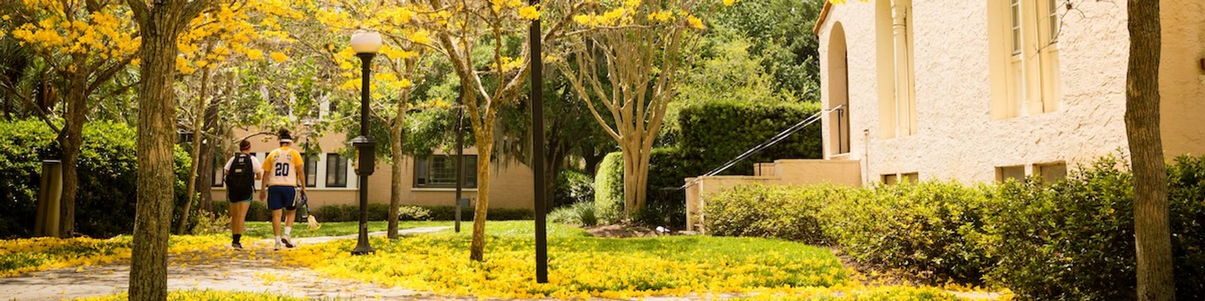 Yellow Tabebuia Trees at Rollins College.