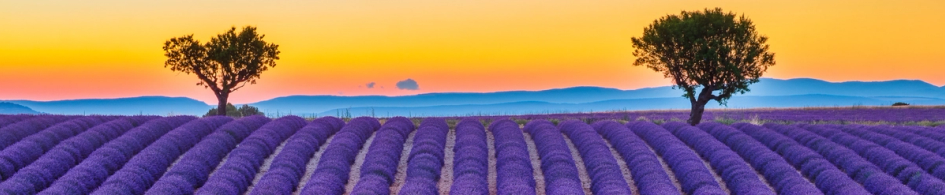 A field in Provence France.