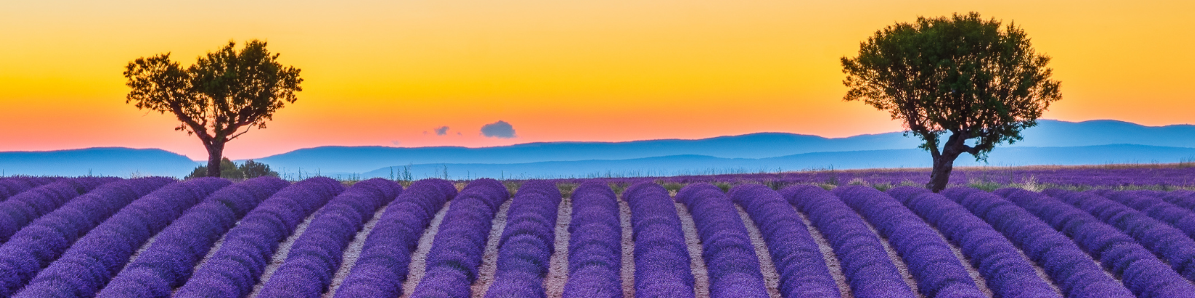 Image of lavender fields in Provence, France