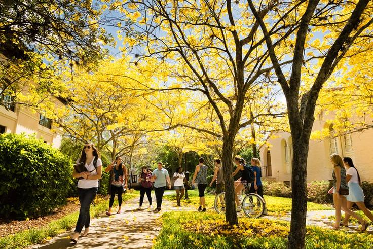 Students walking beneath blooming yellow trumpet trees on campus.
