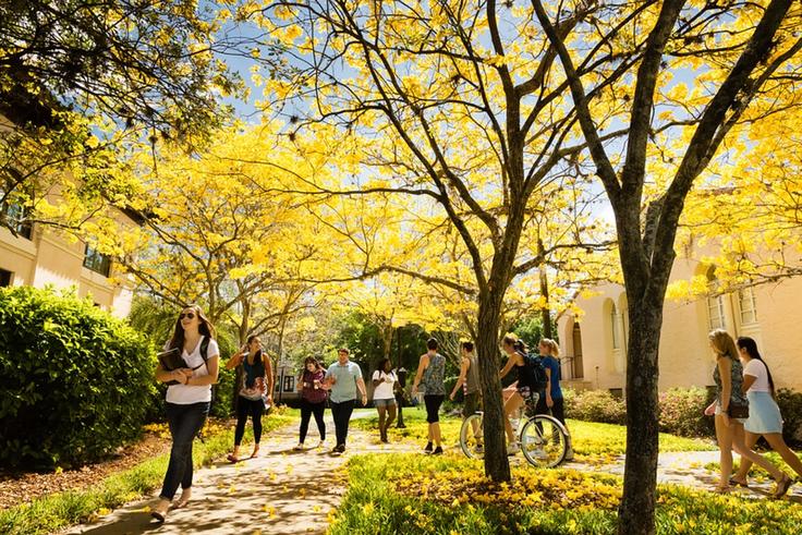 Students walking and biking on a Rollins campus pathway lined with blooming tabebuia trees.