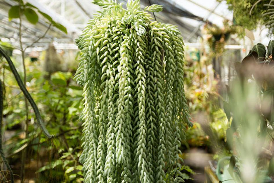 Donkey's Tail Plant