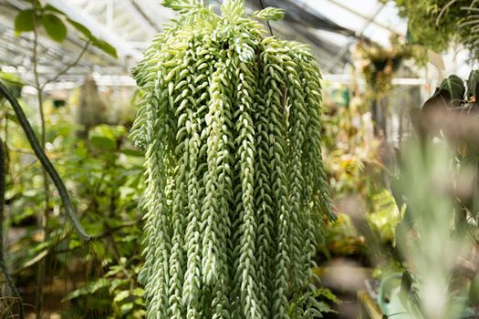 Donkey's Tail Plant