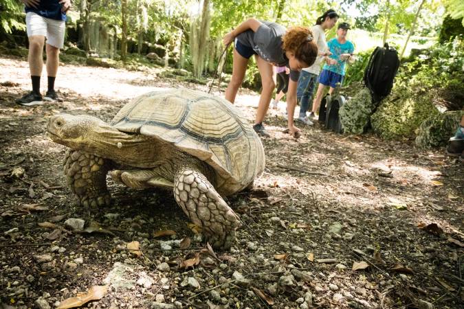 Sea turtle sighting on an Immersion experience in the Everglades.