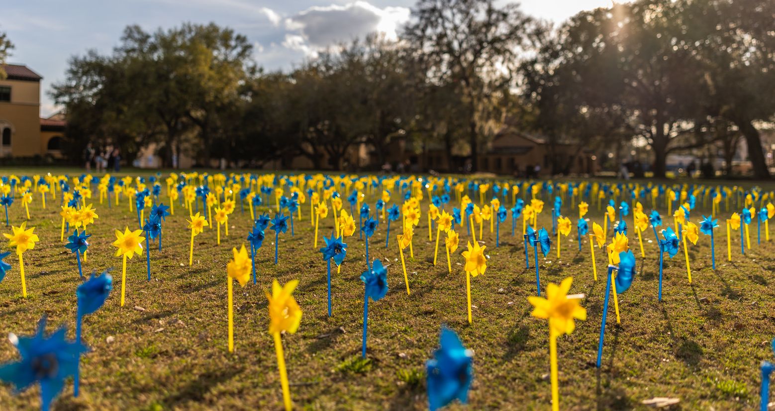 Field of blue and yellow pinwheels.