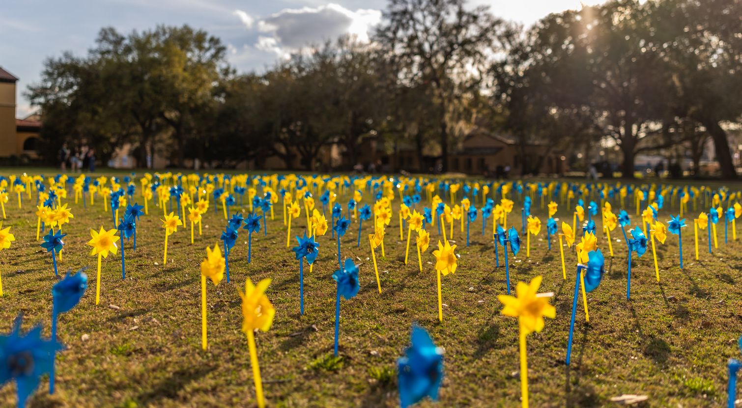 Students walking through a field of blue and yellow pinwheels.