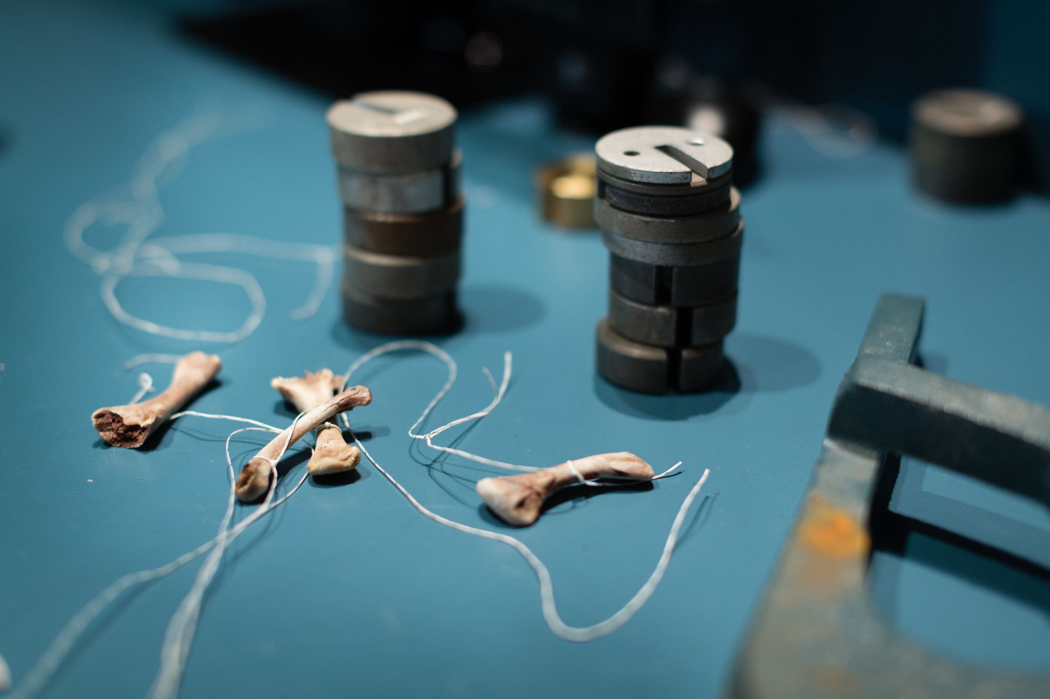 Chicken bones and weights are used in an experiment measuring strength and force during a physics class.