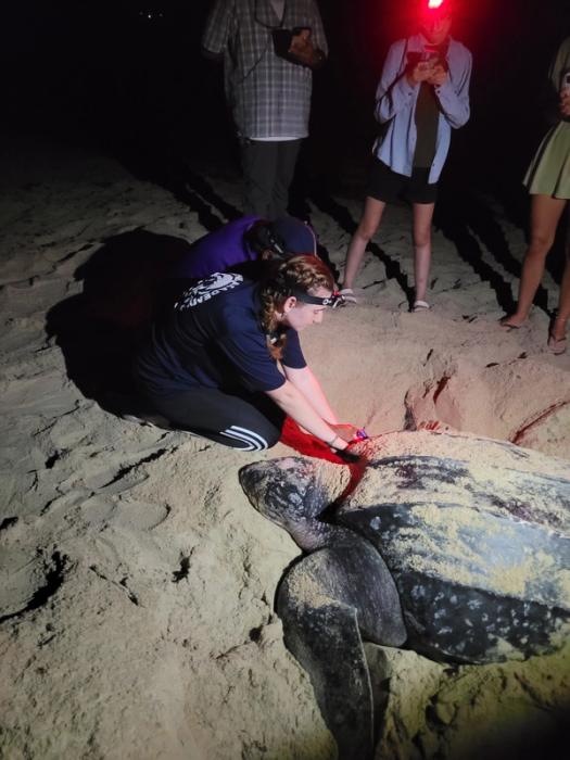 A Rollins student assists a beached turtle in Trinidad.