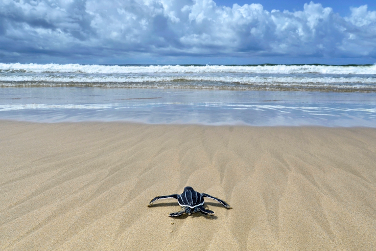 Baby sea turtle in Trinidad and Tobago