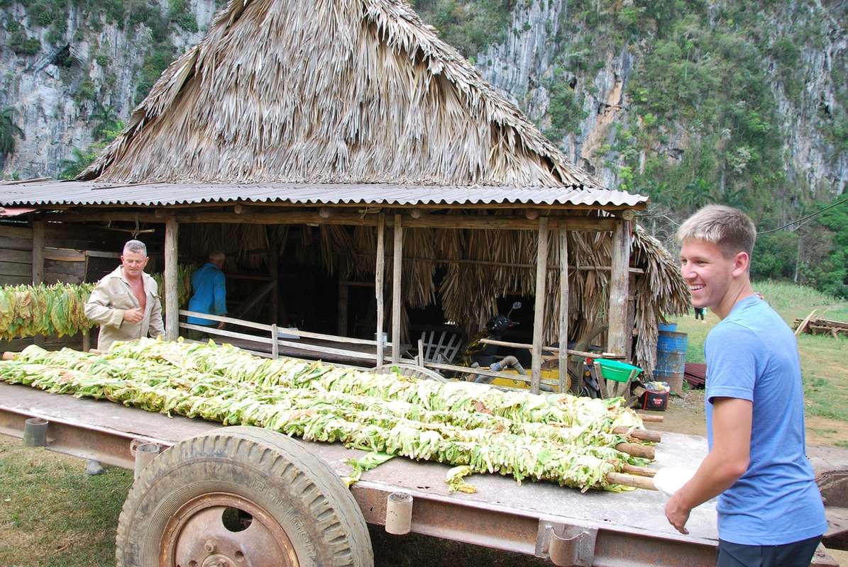 Michael Nichter ’21 gets hands-on experience alongside tobacco growers in Viñales. 