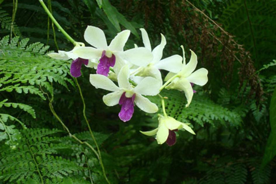 Dendrobium Orchids