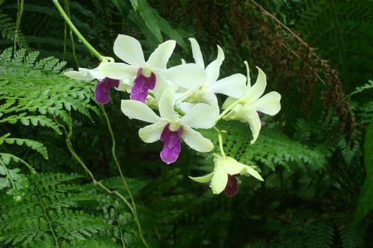 Dendrobium Orchids