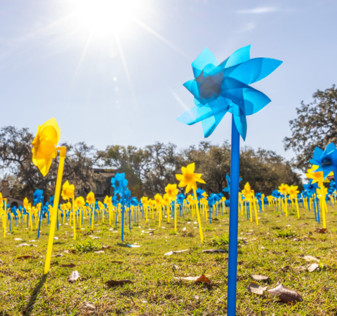 Closeup of blue pinwheel in a sunny field of yellow and blue pinwheels.