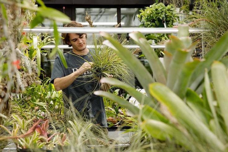Student caring for plants in the Rollins greenhouse.