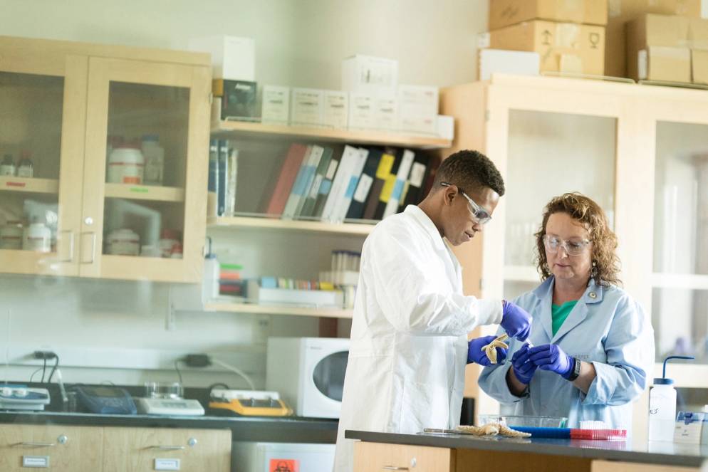 Damian Clarke ’19 and biology professor Fiona Harper conduct research on sea stars.