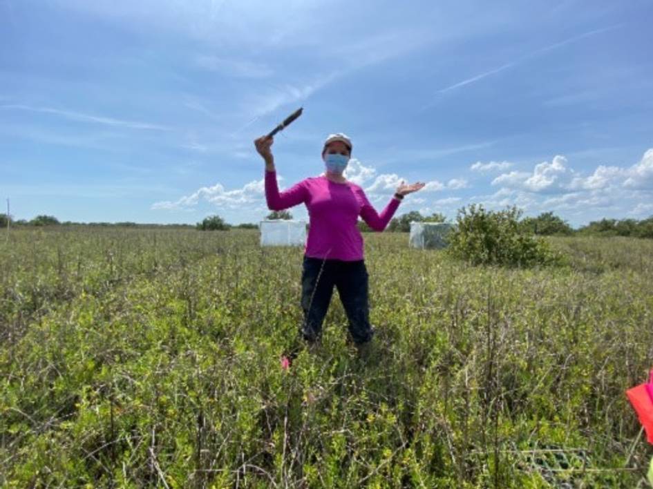 Rollins student conducts research in the middle of a grassy wetland.