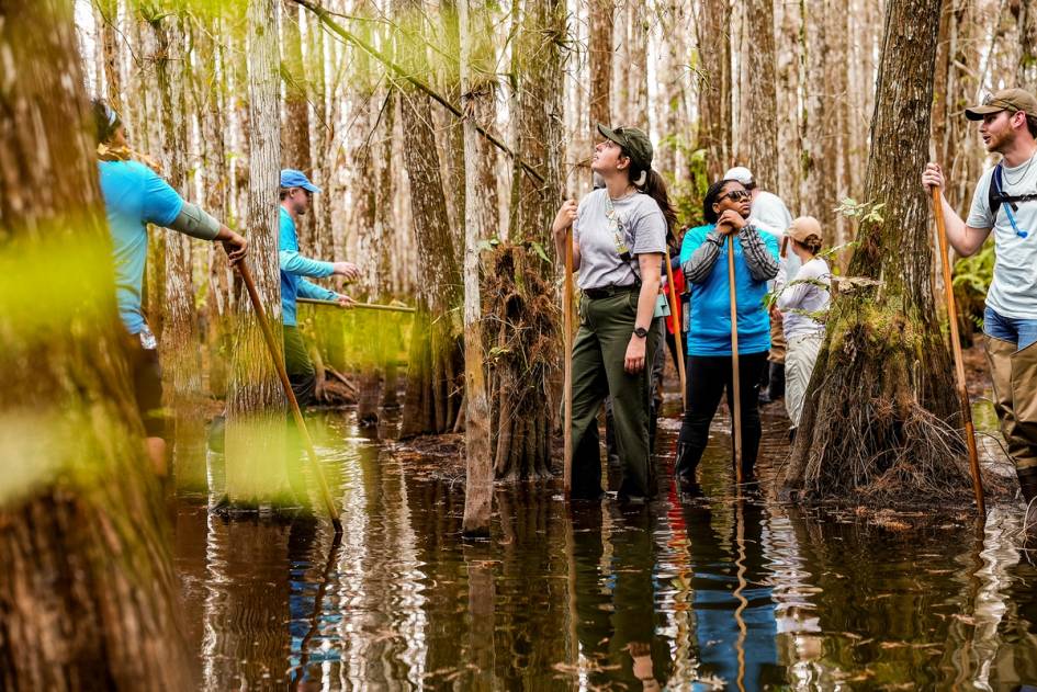 A group of students wades through a flooded cypress swamp, using wooden walking sticks for balance among the tall trees.