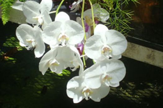 Moth Orchid