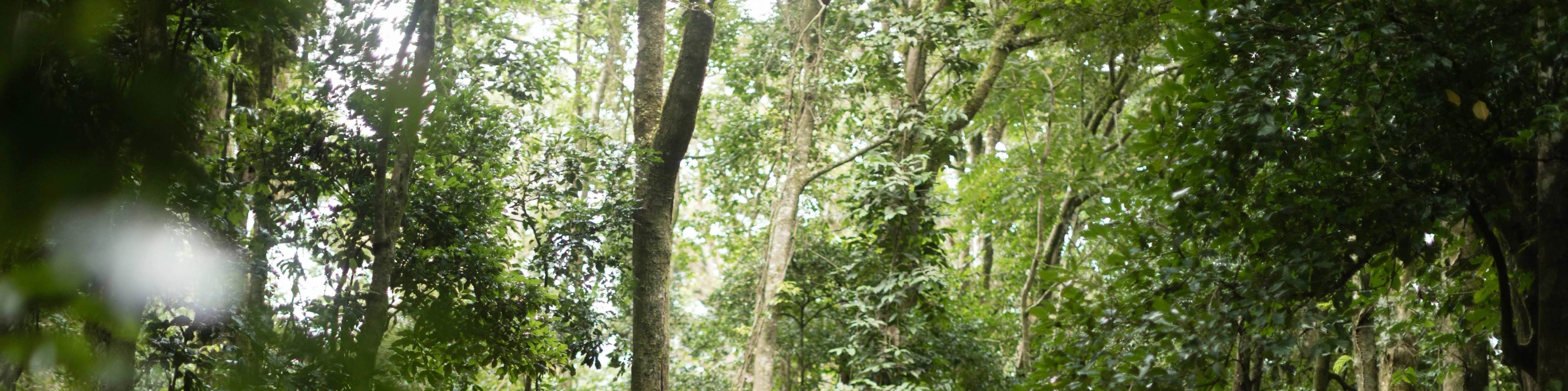 Costa Rica: Summer in Conservation & Culture