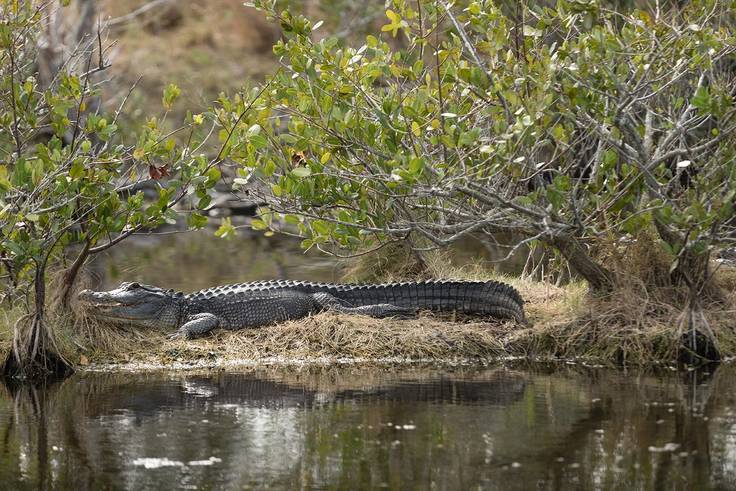 A gator spotted on Merritt Island by Rollins students.