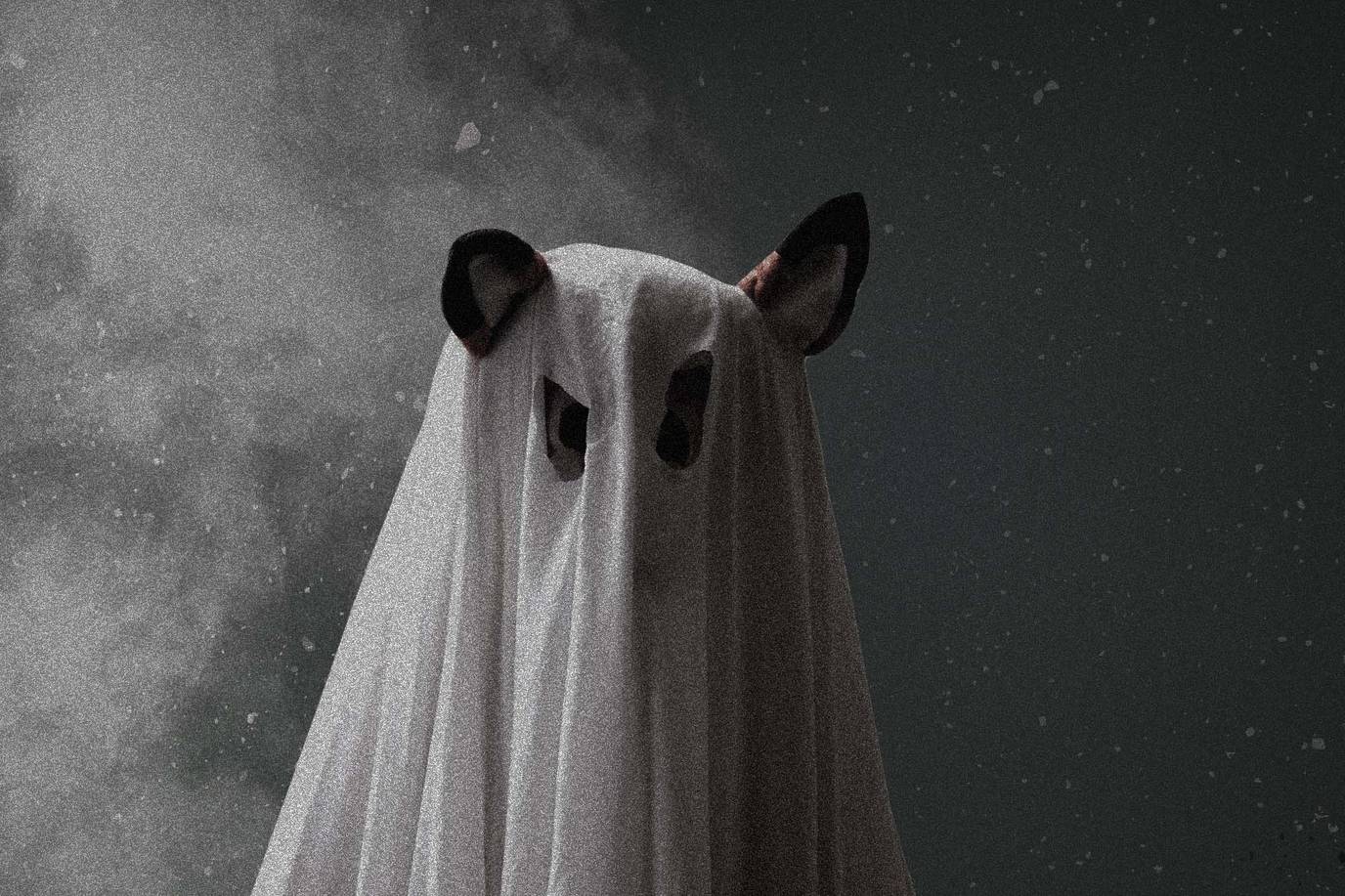 The Rollins fox mascot dressed as a classic sheet ghost