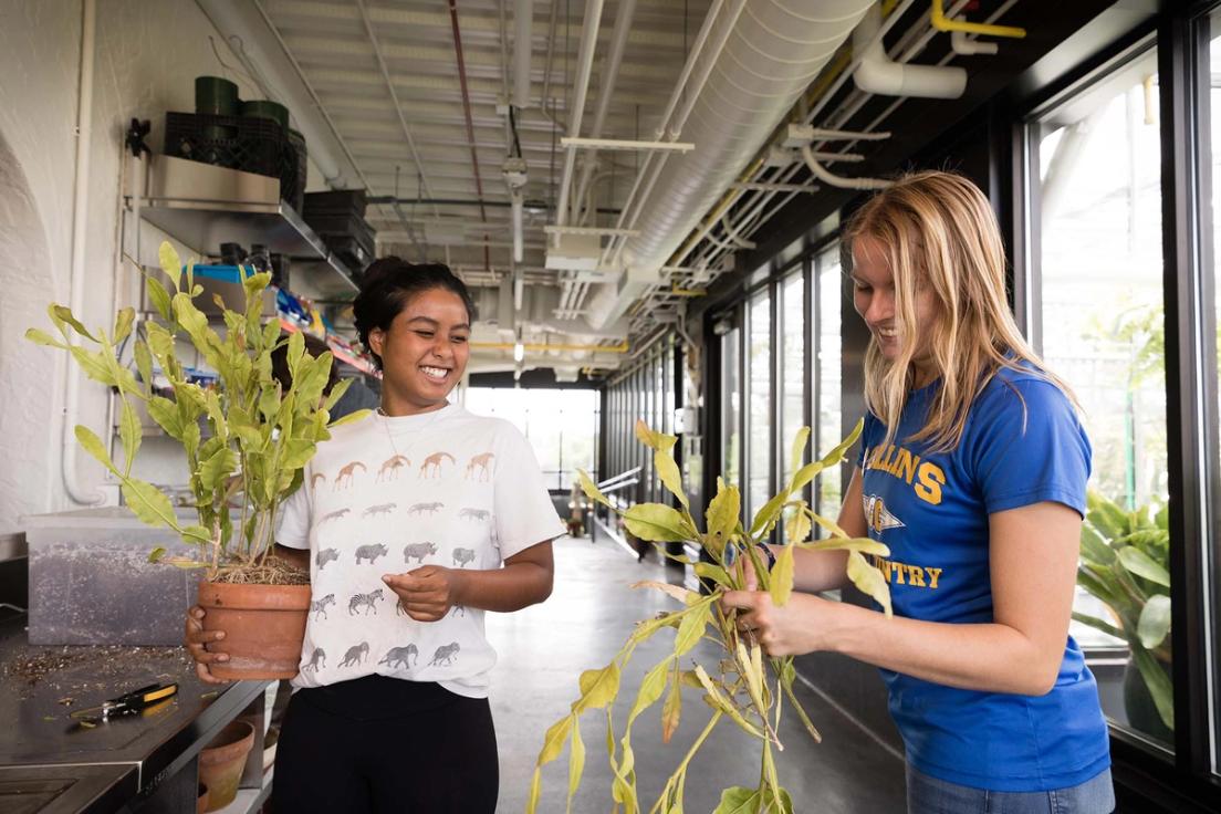 A seemingly ordinary, plant-free room, the headhouse is actually of great importance, providing access to electricity, sinks, storage, and counter space for pot washing, repotting, and general maintenance.