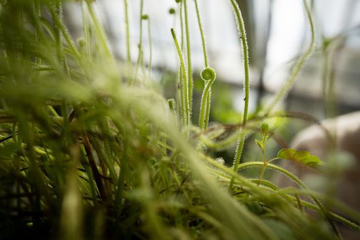 Thread-leaf Sundew