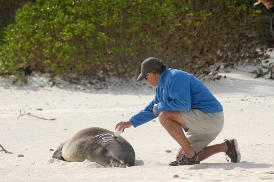 Students works with a seal at Duke's Marine Lab