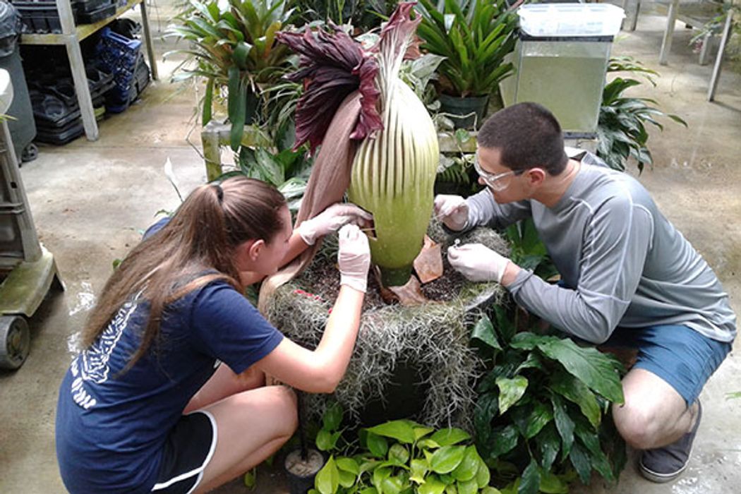 Collecting Corpse Plant Pollen