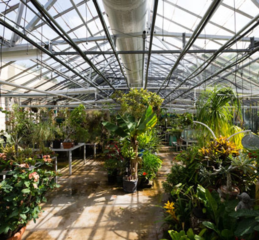 View of the interior of the Rollins greenhouse.