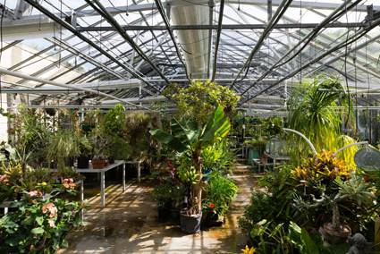View of the interior of the Rollins greenhouse.