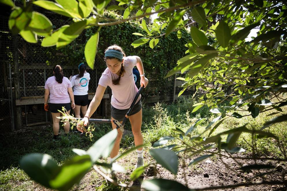 Student clearing a field on an Immersion in the Everglades National Park.