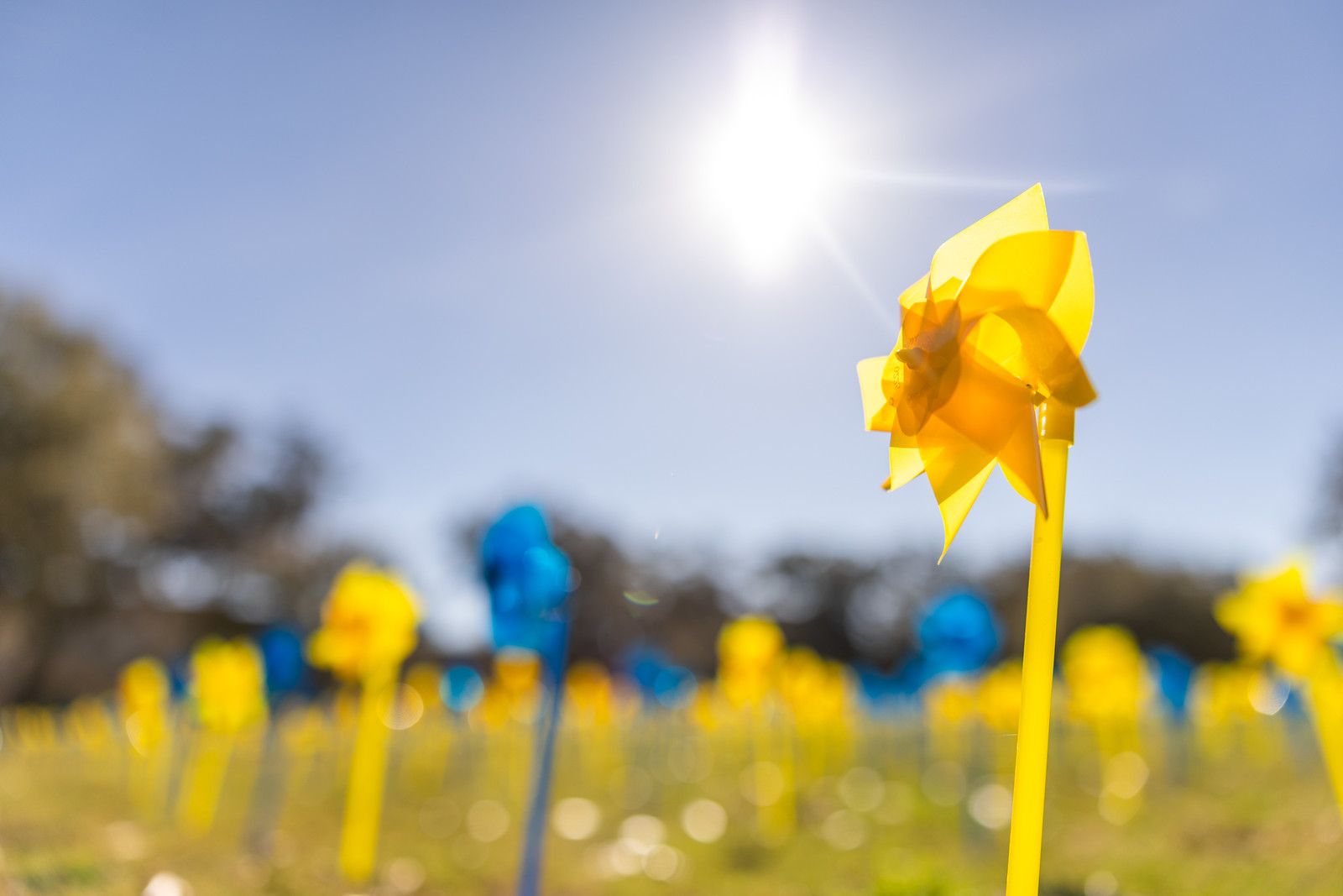 One yellow pinwheel in focus, with a field of colorful pinwheels in the backround.