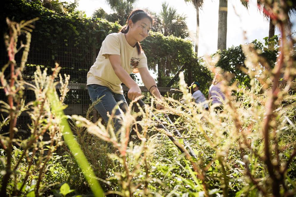 Student removing invasive species on an Immersion experience in the Everglades.