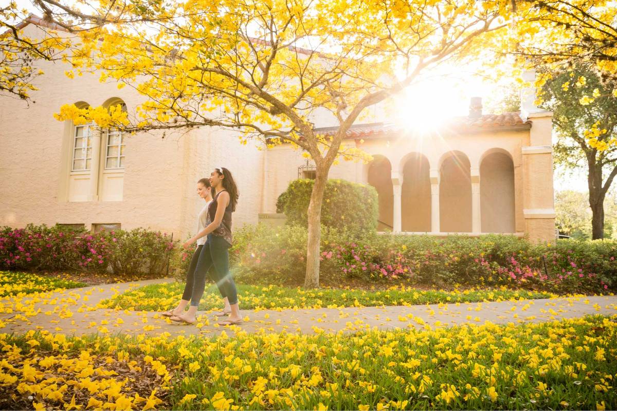 Students walking through sunny campus garden with blooming yellow flowers