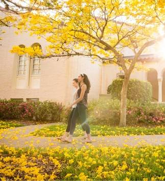 Students walking across campus, under a yellow blooming tree.