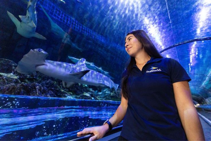 SeaWorld senior aquarist Celena Diaz ’18 observing sharks swimming in an underwater aquarium tunnel