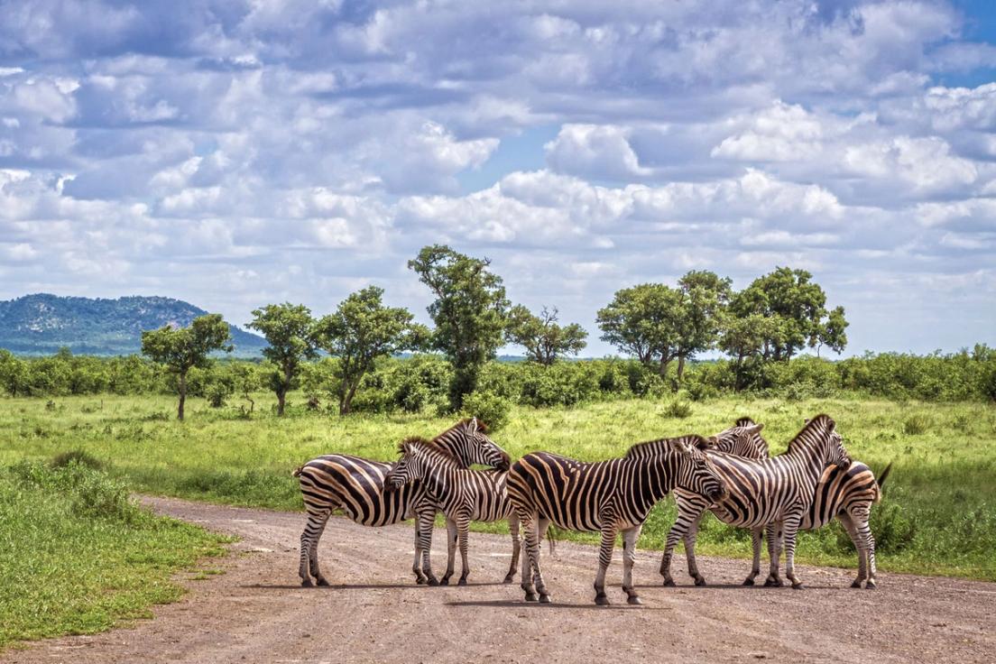 Zebras in South Africa