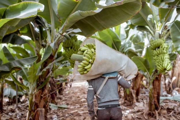 farmer holding bananas
