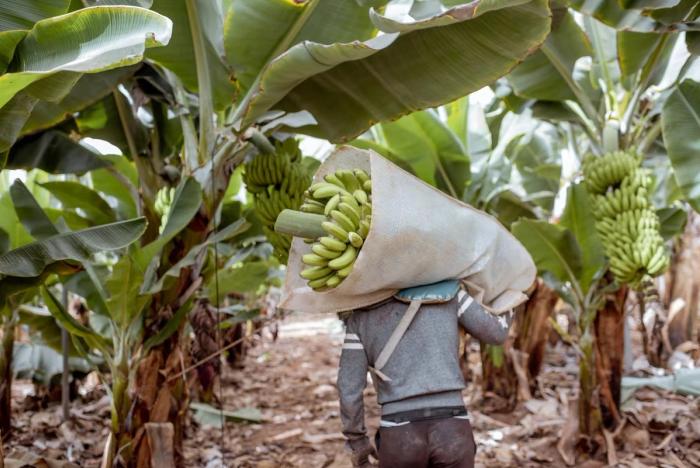 farmer holding bananas