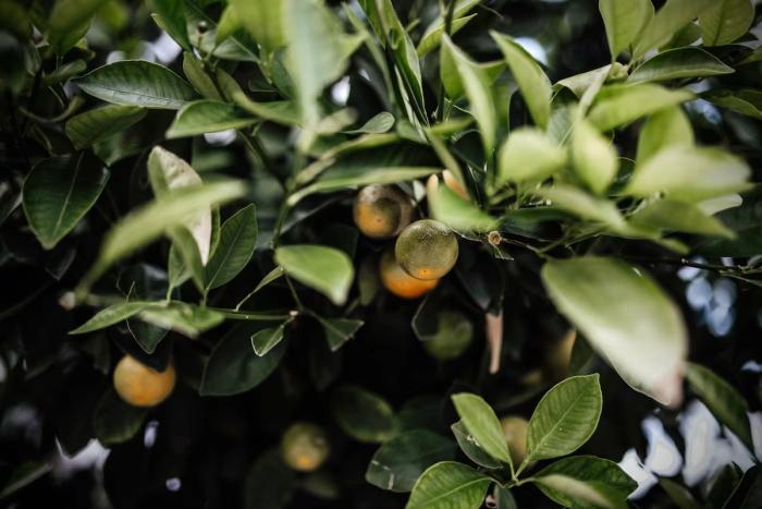 citrus tree citrus tree
