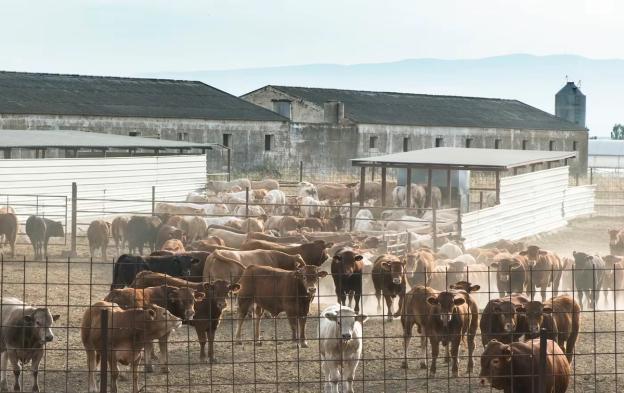 cows on farm cows on farm