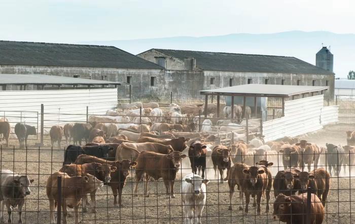 cows on farm cows on farm