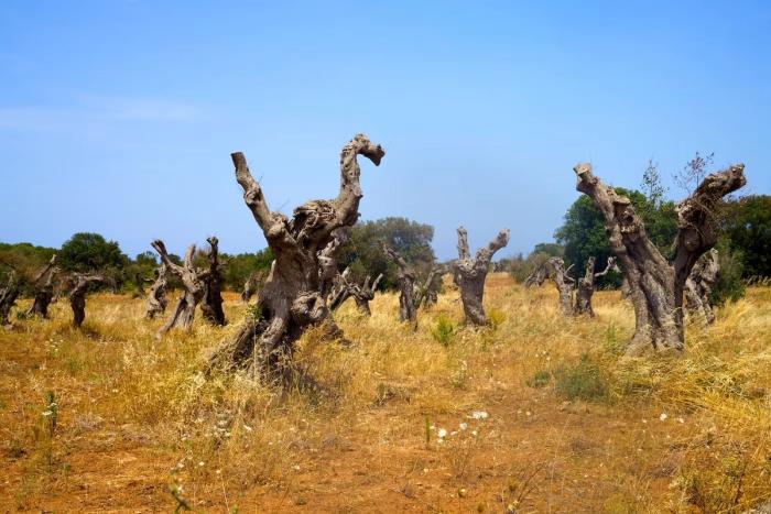 olive trees