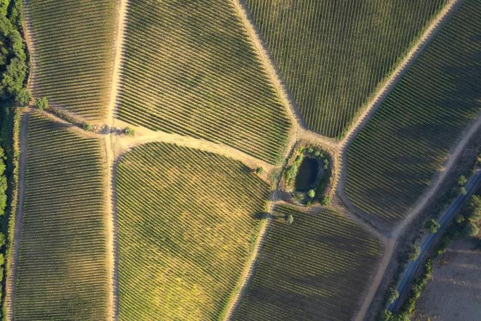 satellite image of vineyard