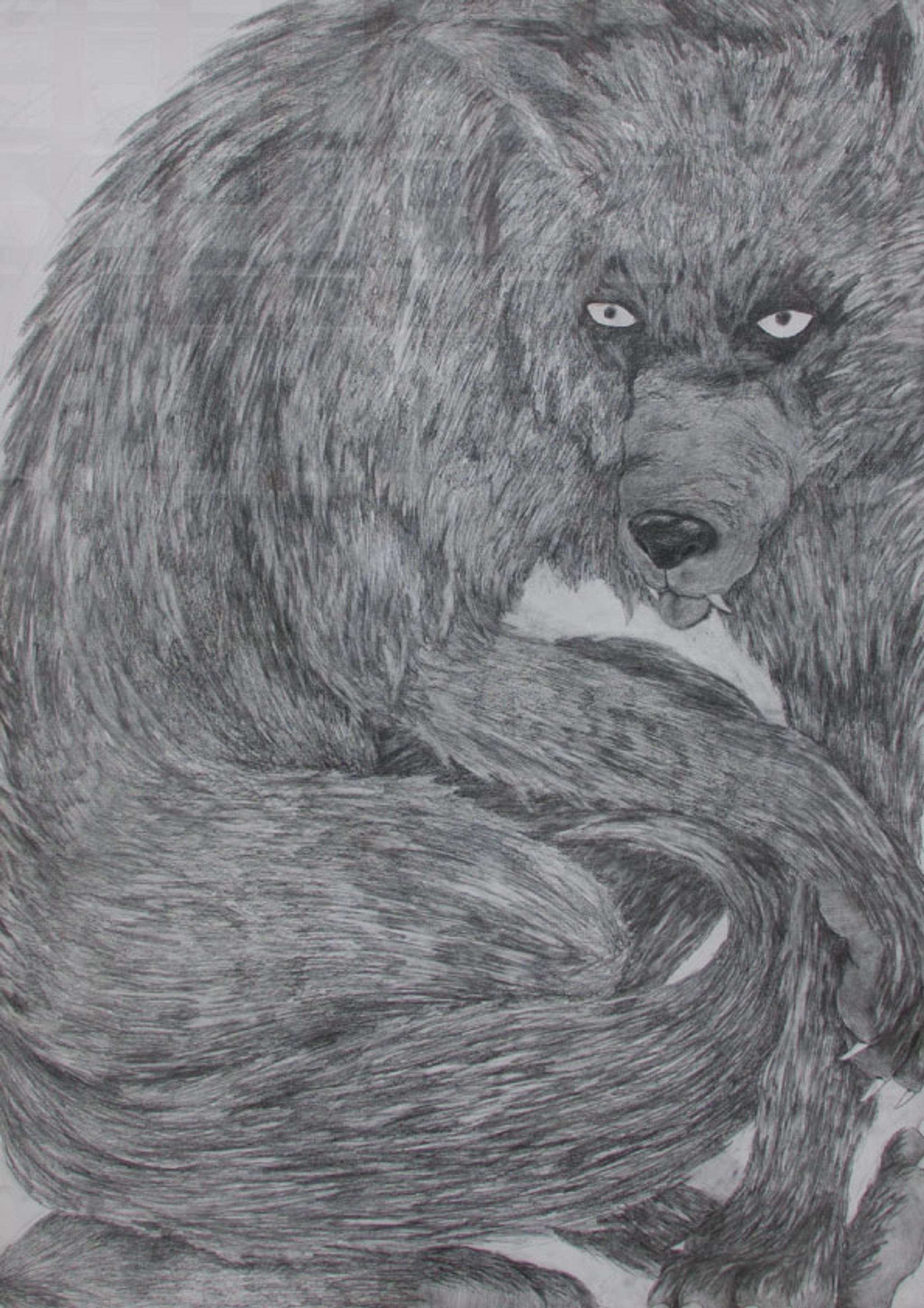 Silas Inoue, Wolf Pack, blyant på papir