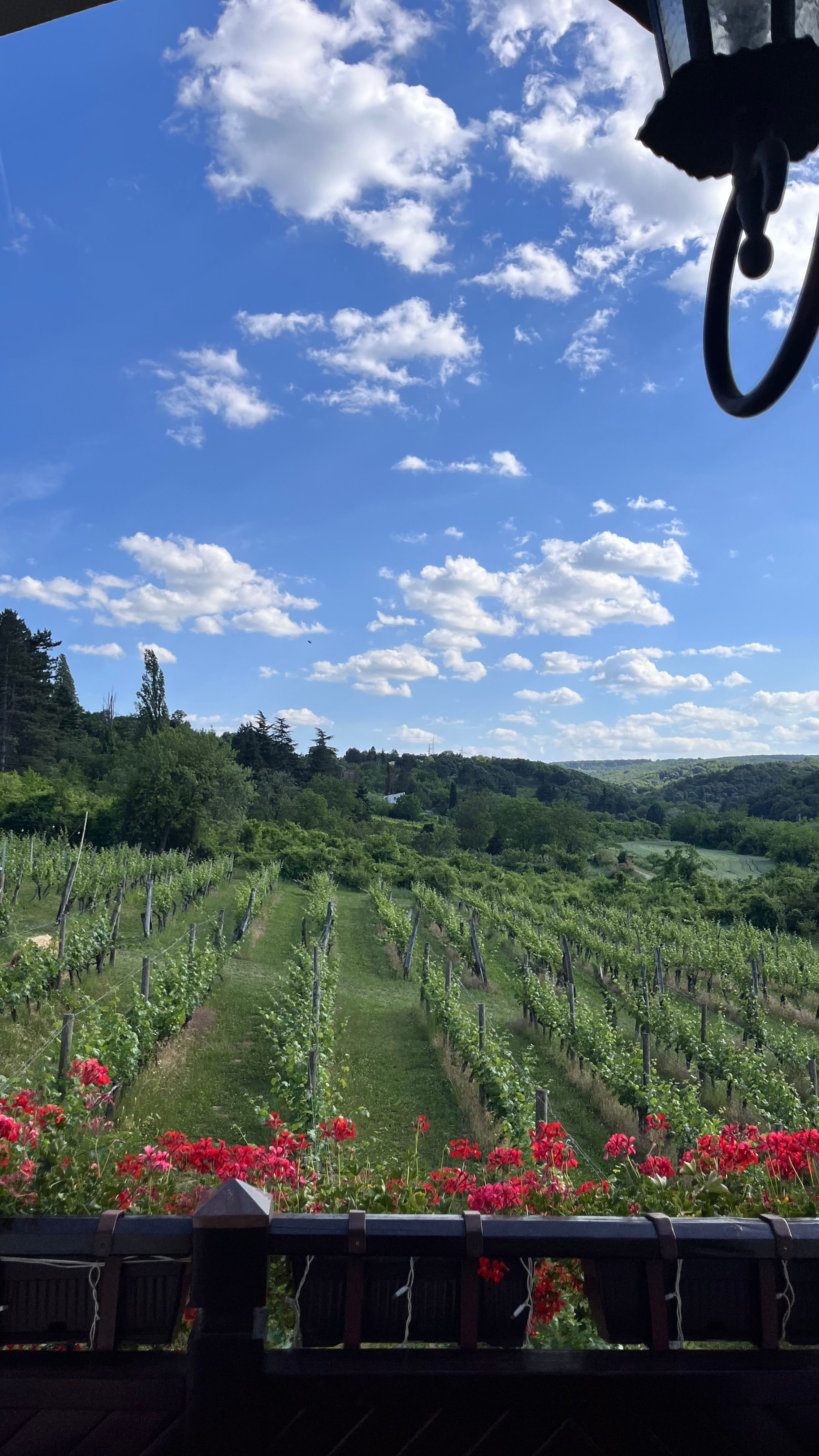 VINARIJA VERITAS NA FRUŠKOJ GORI