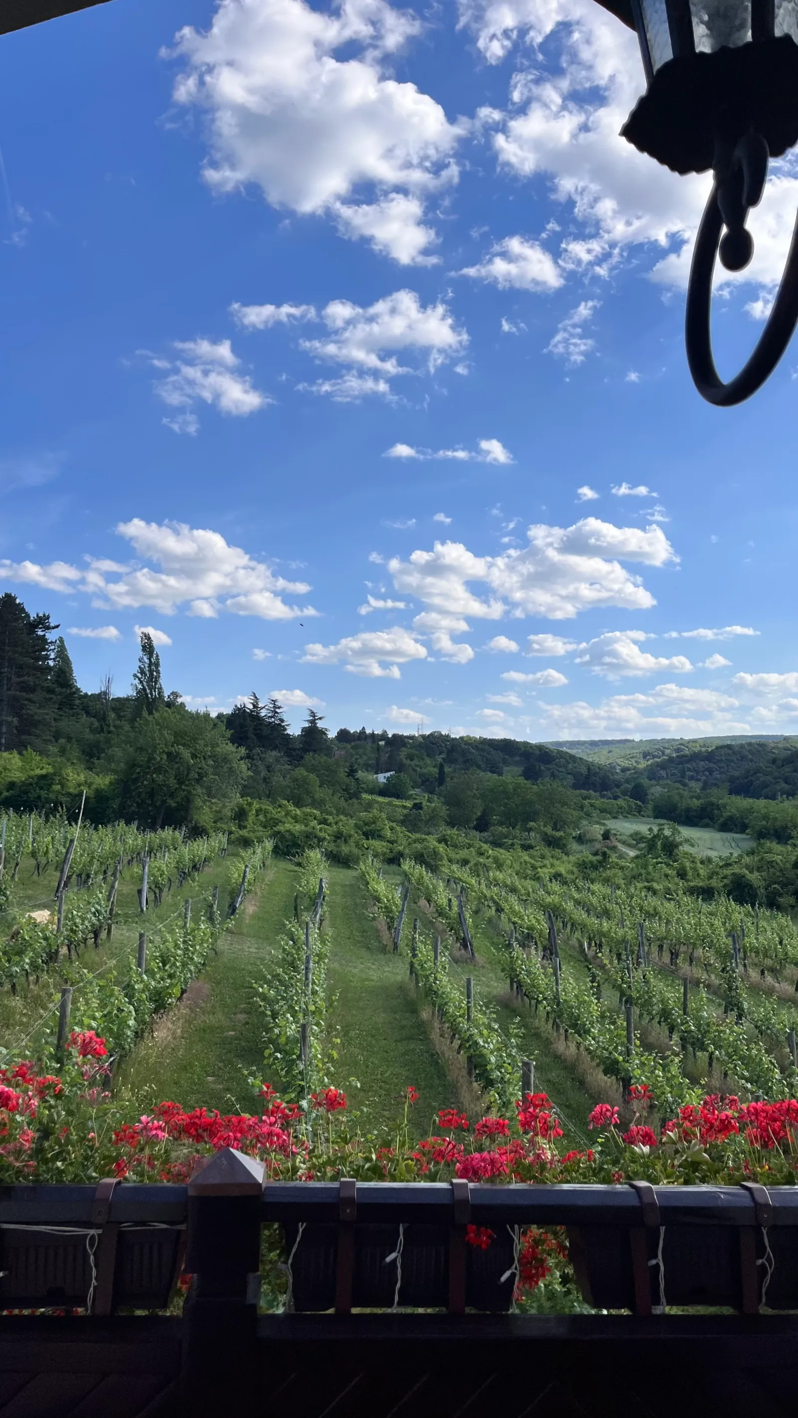 VINARIJA VERITAS NA FRUŠKOJ GORI