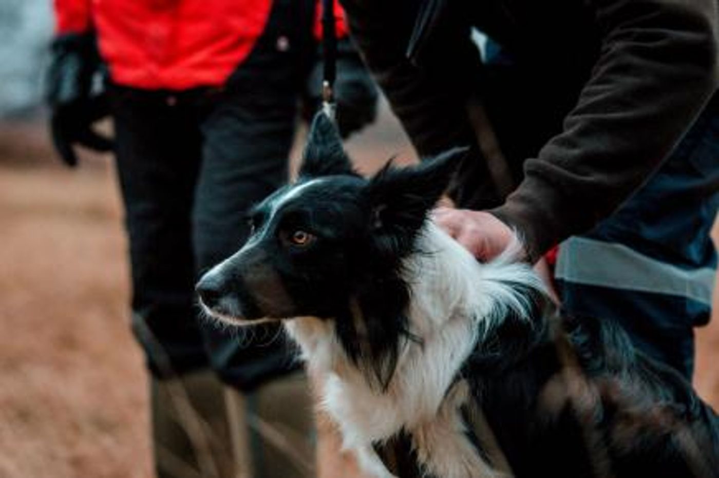 Breeze the border collie