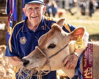 An old man hugging his gorgeous tan cow covered in award ribbons